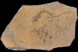 Permian Branchiosaur (Amphibian) Fossil - Germany #63600-1